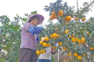 果凍橙搶“鮮”上市  園莊鎮(zhèn)打造鄉(xiāng)村振興特色產(chǎn)業(yè)基地